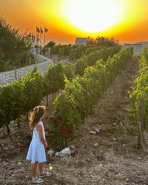 The organic vineyard also has 1,700 olive trees